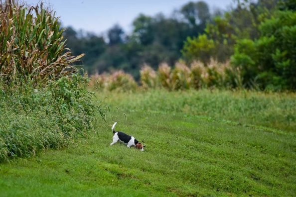 Bill in New Hampshire Blocked, Would Have Banned Rabbit Capture for Dog Training and Trials