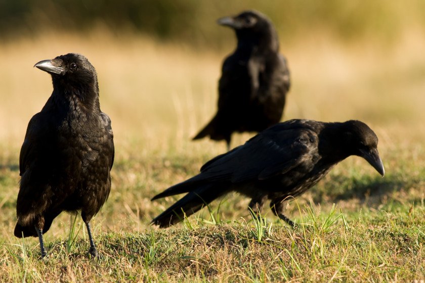 A murder of crows standing in a field.