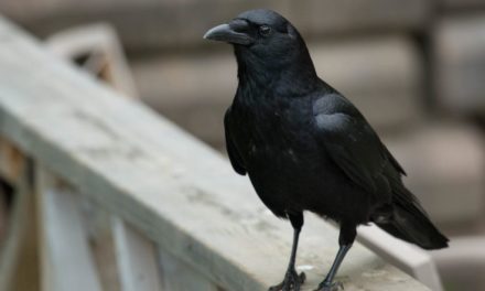Crow Hunting 101: How to Fool These Wiley and Intelligent Birds