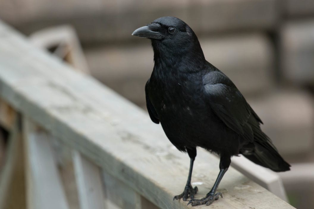 A crow standing on a railing.