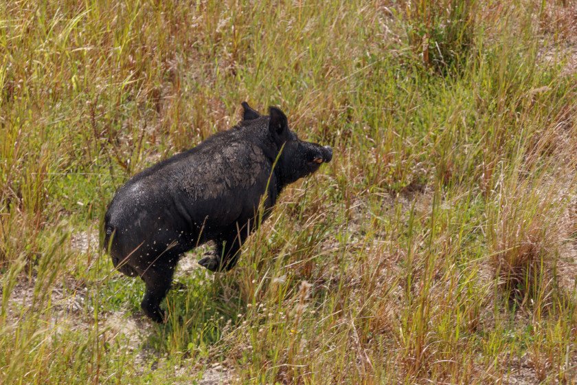 A feral hog running through a field. 