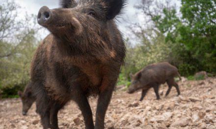Eating Wild Hogs: Factors Affecting Quality and Safety