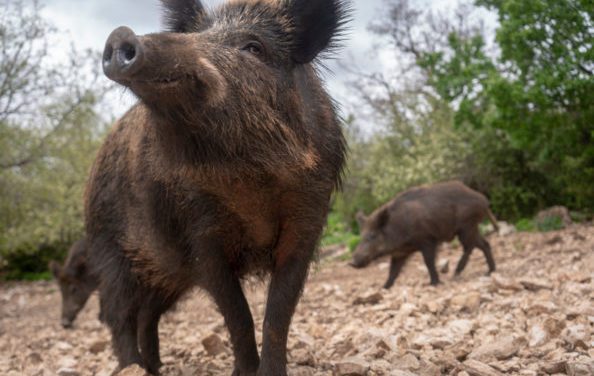 Eating Wild Hogs: Factors Affecting Quality and Safety