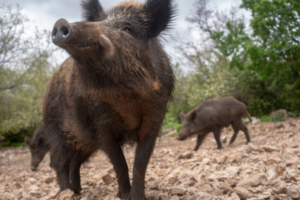 Three feral hogs standing in a forest clearing.