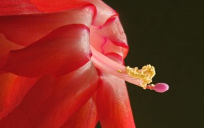 Flower Power, Part 1