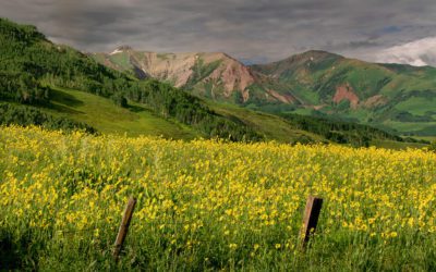 Flower Power, Part 2