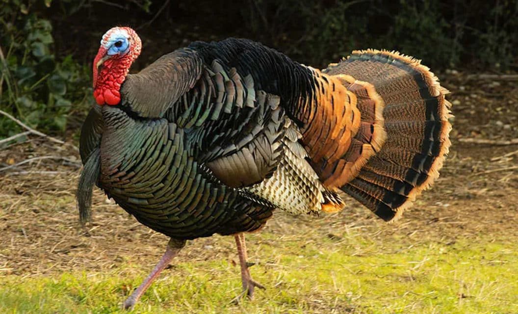 How Beginners, Experts Can Improve Their Turkey Calling Skills