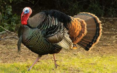How Beginners, Experts Can Improve Their Turkey Calling Skills