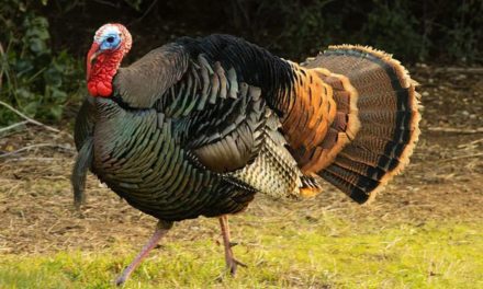 How Beginners, Experts Can Improve Their Turkey Calling Skills