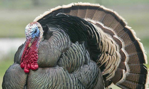 sounds turkeys make