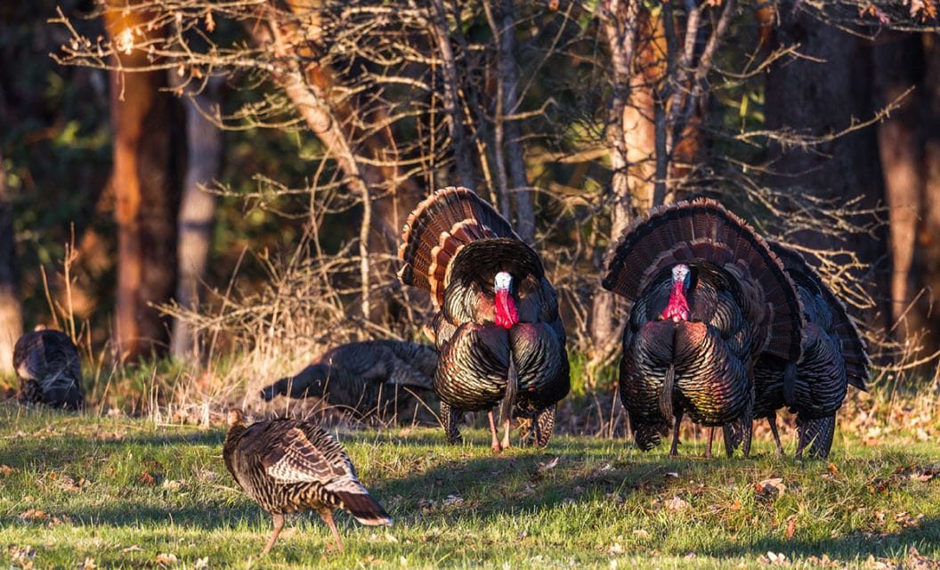 How to Understand Every Sound a Turkey Makes