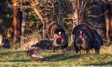 How to Understand Every Sound a Turkey Makes