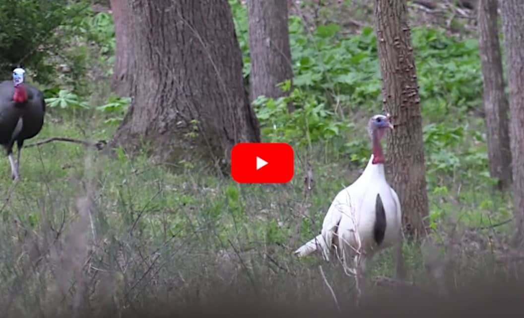 Lucky Hunter Bags Rare White “Ghost” Tom Turkey on Video