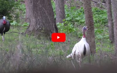 Lucky Hunter Bags Rare White “Ghost” Tom Turkey on Video