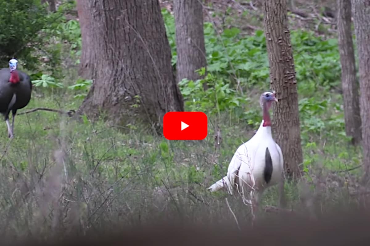 Lucky Hunter Bags Rare White "Ghost" Tom Turkey on Video Outdoor