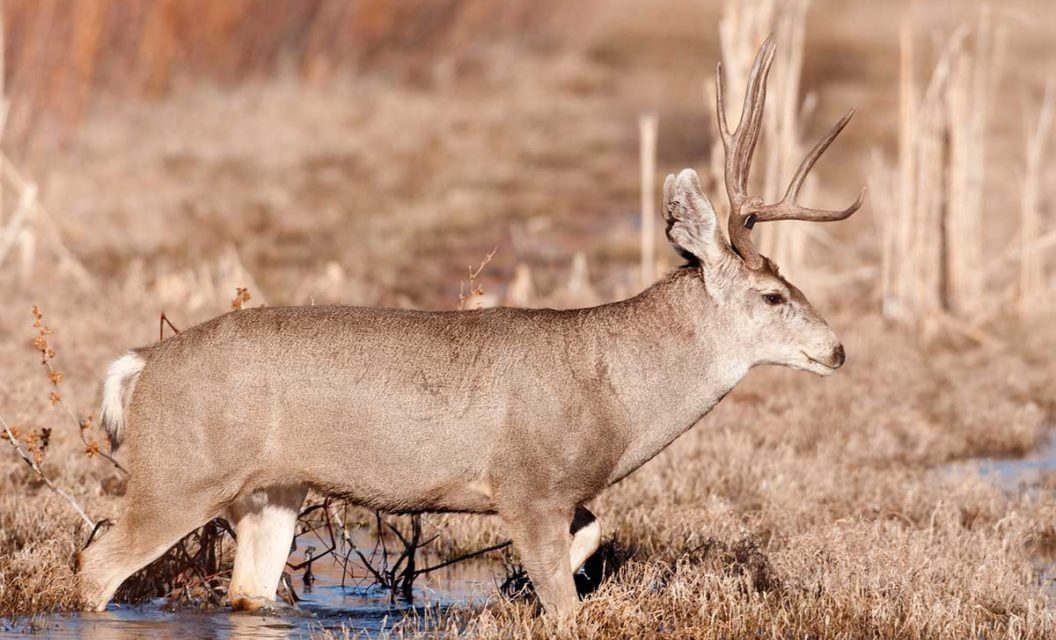 New Mexico Mule Deer Hunting Taught Me 5 Important Lessons