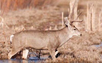 New Mexico Mule Deer Hunting Taught Me 5 Important Lessons