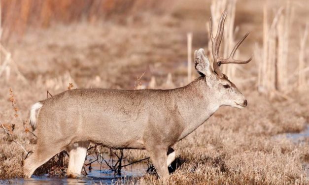 New Mexico Mule Deer Hunting Taught Me 5 Important Lessons