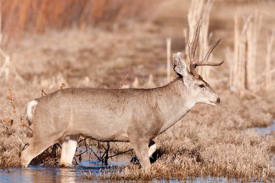 New Mexico Mule Deer Hunting