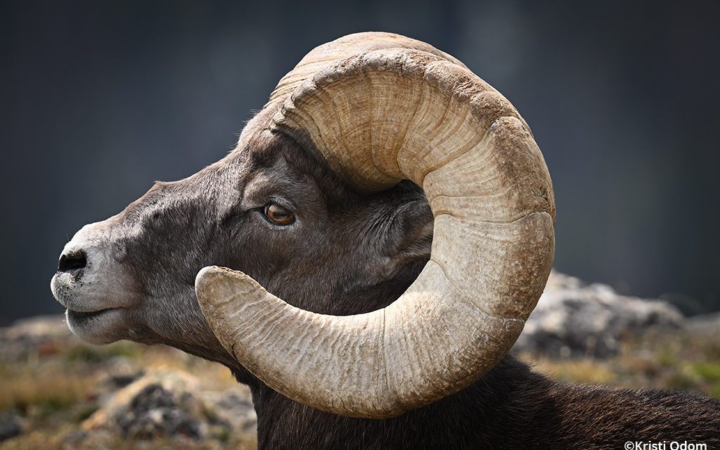 Nikon Z 9: A Wild Opportunity
