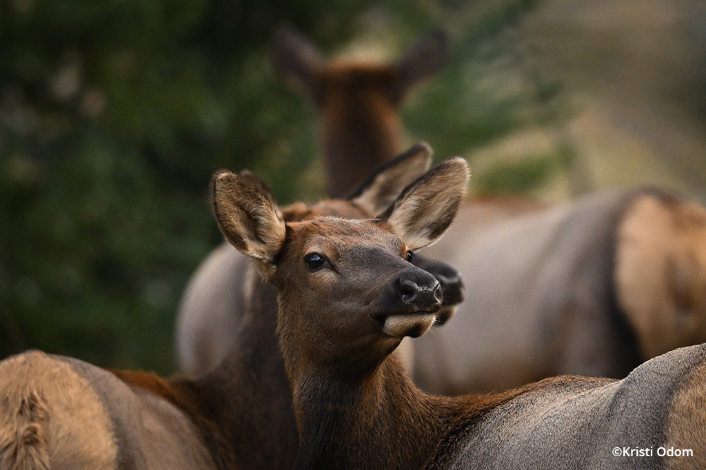 Image of elk taken with the Nikon Z 9.