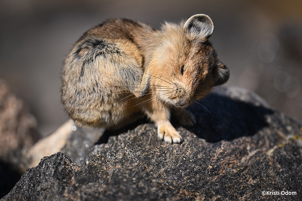 Image of an American pika.