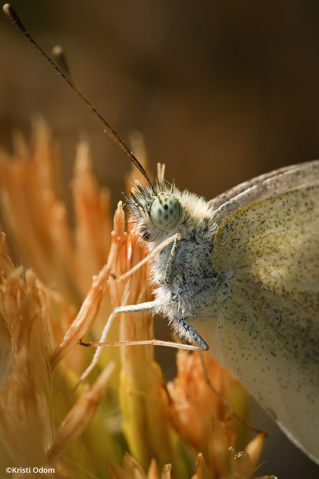 Macro photo of a cabbage white butterfly.