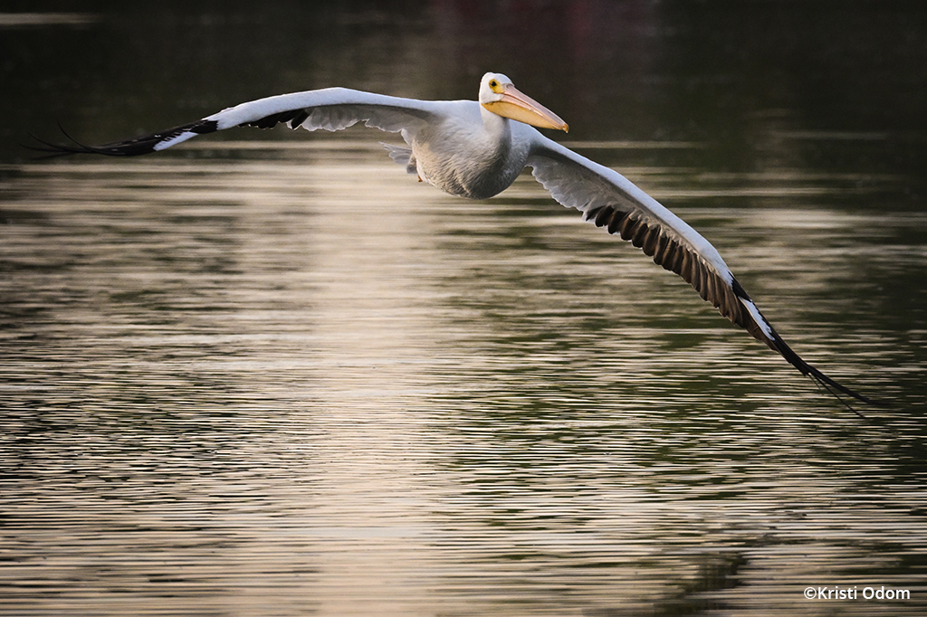 Image of a pelican in flight taken with the Nikon Z 9.