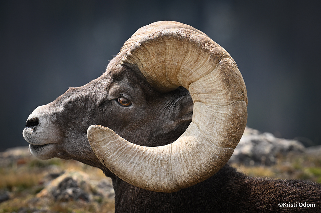 Photograph of a bighorn sheep taken with the Nikon Z 9.