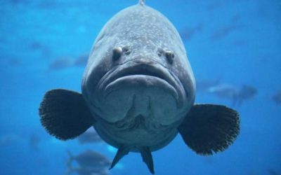 Only 200 Goliath Groupers Can Be Caught and Kept in Florida’s First Season in 33 Years