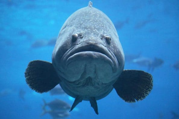 Only 200 Goliath Groupers Can Be Caught and Kept in Florida’s First Season in 33 Years