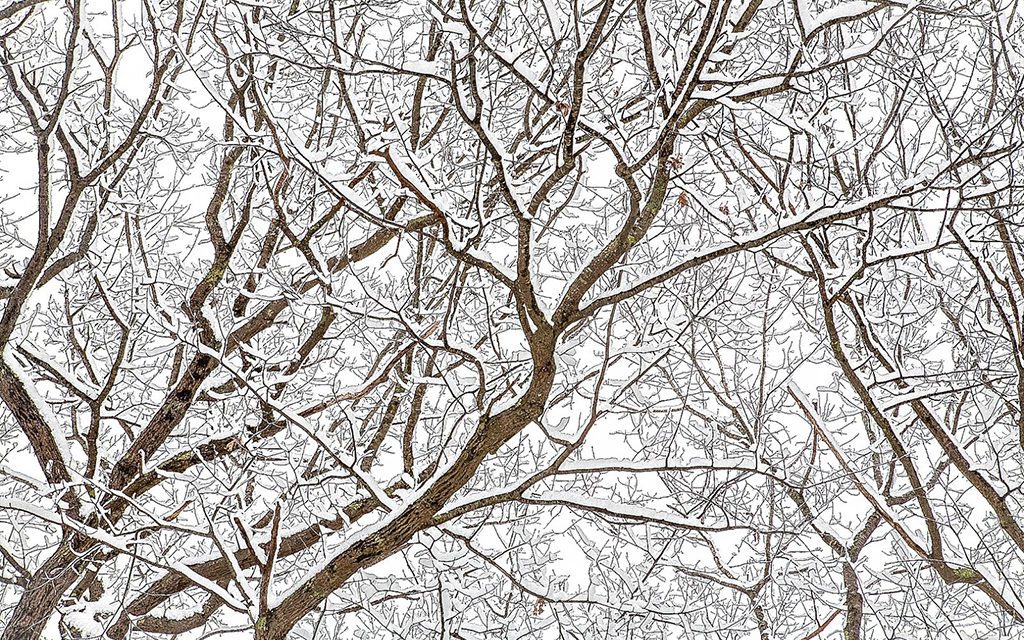 Patterns Of Winter Assignment Winner Sharon Ramer