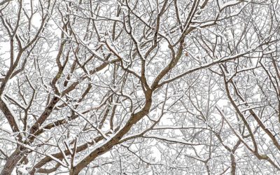 Patterns Of Winter Assignment Winner Sharon Ramer