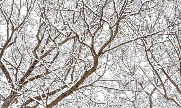 Patterns Of Winter Assignment Winner Sharon Ramer
