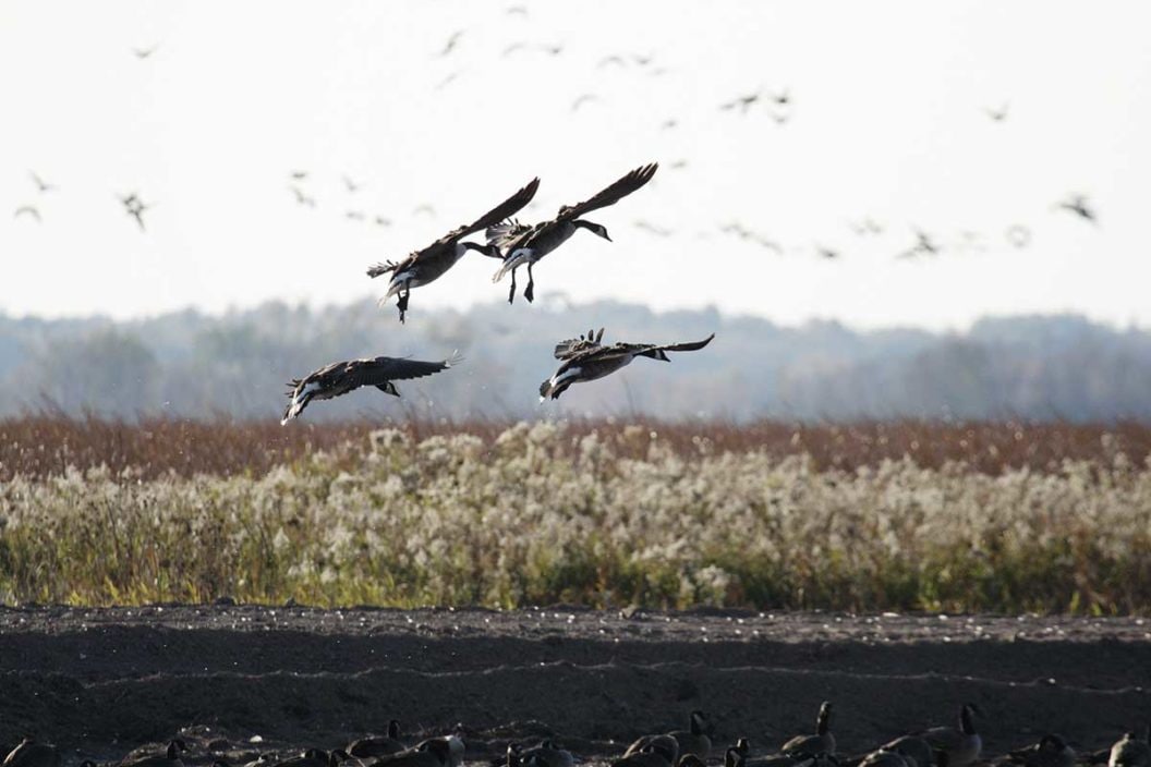 Montezuma National Wildlife Refuge