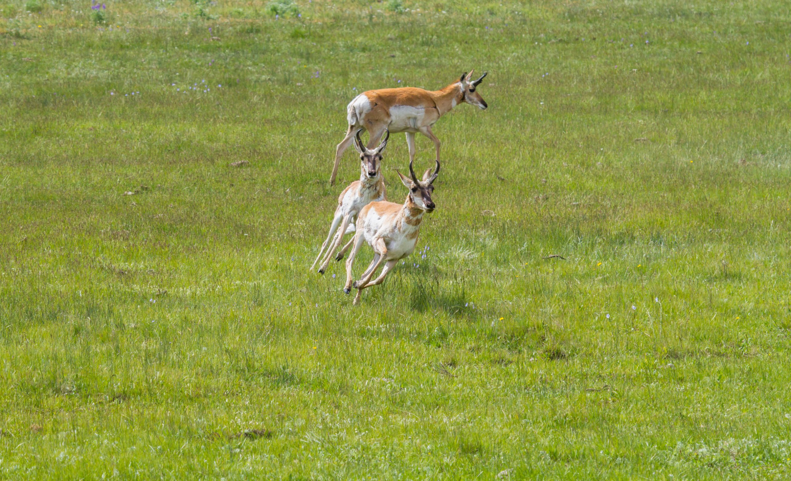 Pronghorn Antelope