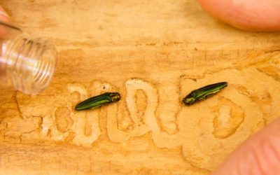 The Emerald Ash Borer is the Reason You’re Not Allowed to Move Firewood While Camping