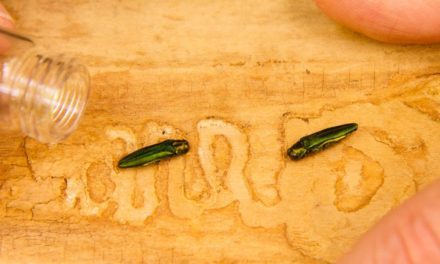 The Emerald Ash Borer is the Reason You’re Not Allowed to Move Firewood While Camping