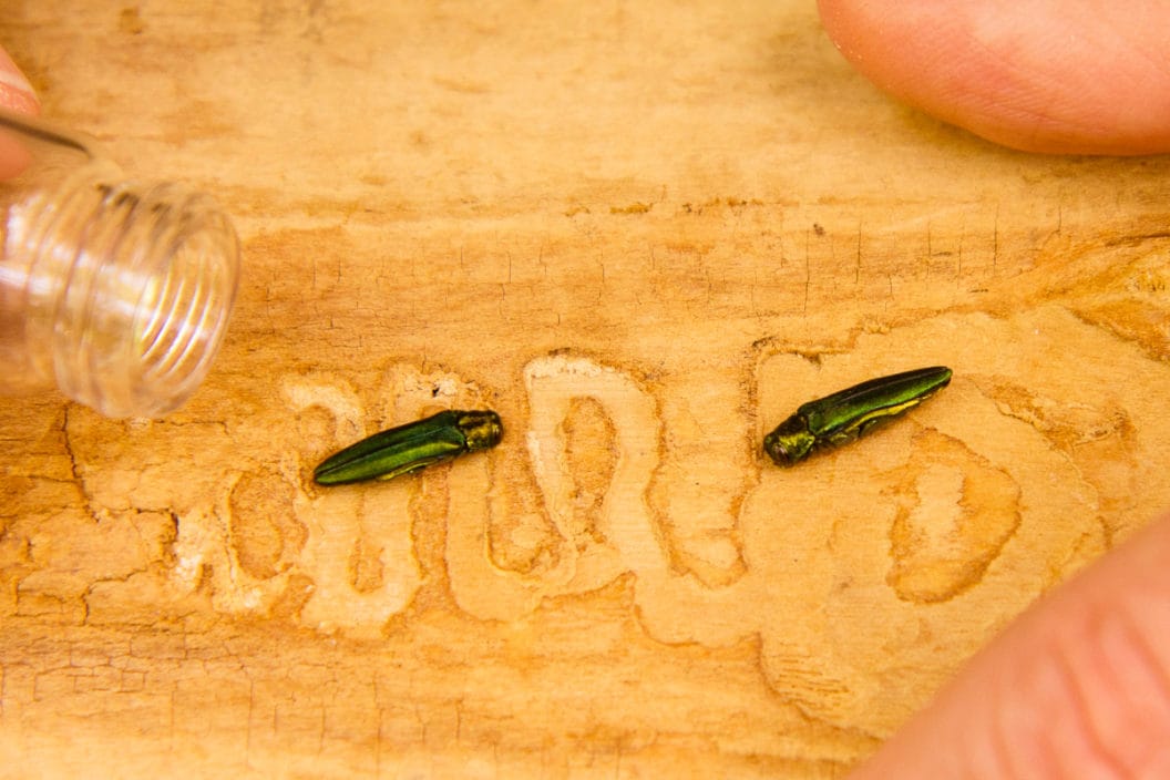 Two emerald ash borer beetles and the damage caused by their larvae.