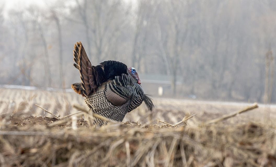 Turkey Hunting in the Rain Can Extend Your Season