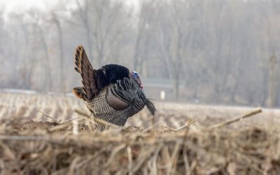 Turkey Hunting in the Rain Can Extend Your Season