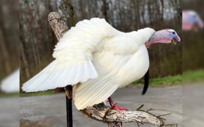 White Wild Turkey: The Causes and Odds of Encountering This Rare Color Phase