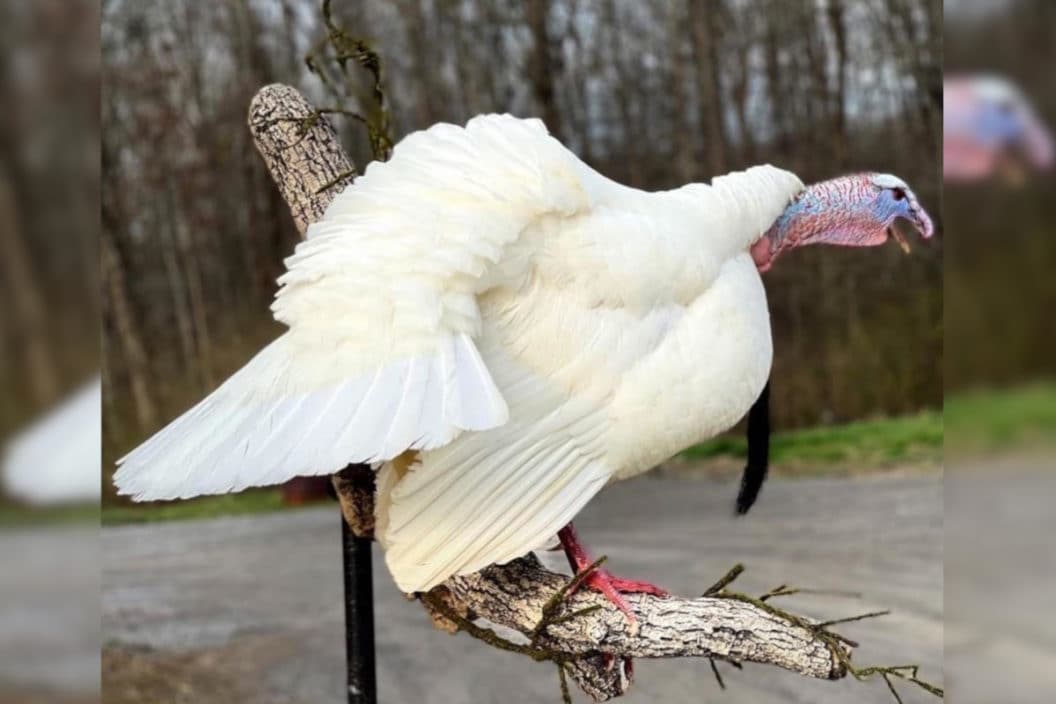A full-body mount of a white phase wild turkey.