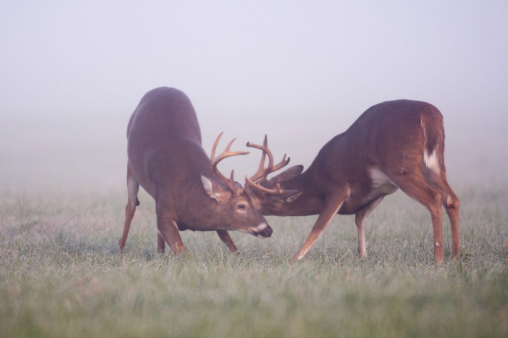 Deer Hunting the Rut
