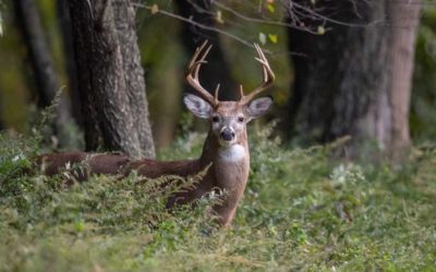 Why Pennsylvania Deer Hunting Ranks Among the Country’s Best