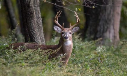 Why Pennsylvania Deer Hunting Ranks Among the Country’s Best