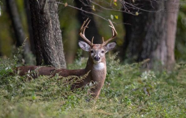 Why Pennsylvania Deer Hunting Ranks Among the Country’s Best