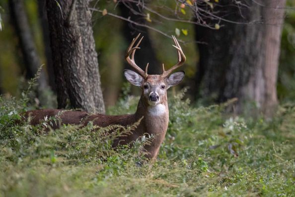 Why Pennsylvania Deer Hunting Ranks Among the Country’s Best