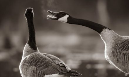 Winter Waterfowl Assignment Winner Christopher Baker