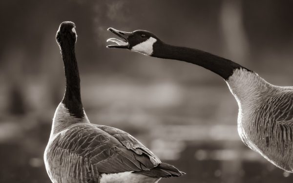 Winter Waterfowl Assignment Winner Christopher Baker
